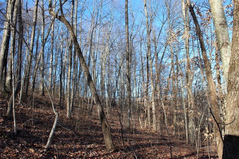 012 hardwood west facing hillside in the western area of the property