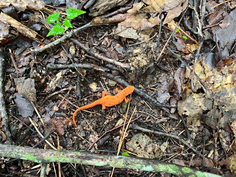 Wirt, WV 150.75 AC Tinnell-37