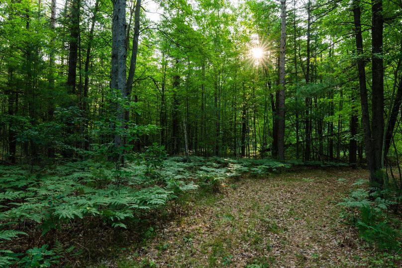 Ogemaw MI 475 Featured Pro Photo-742218