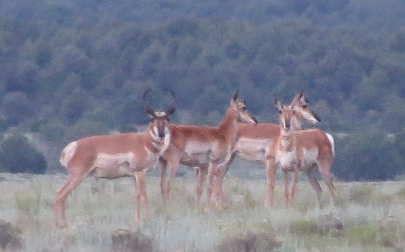 Live pronghorn 1