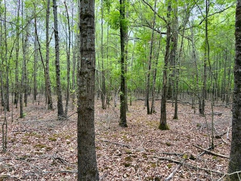 3014E274-1604-41B0-ADB3-F02FE9C3DD06_1_105_c