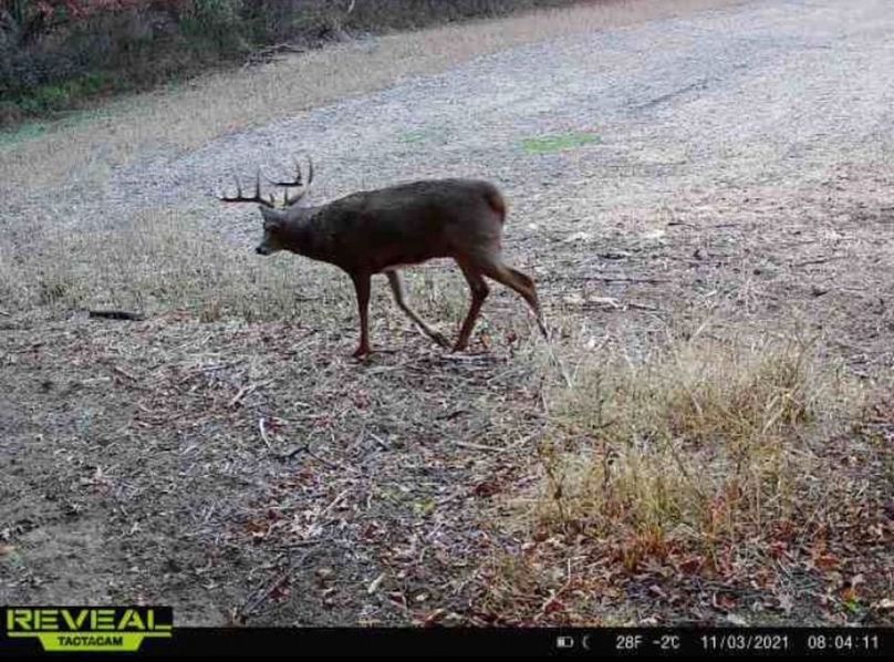 Jackson 178 Trailcam - 4 of 17