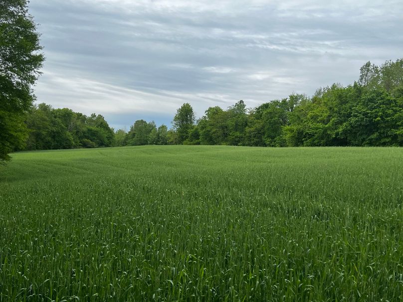 wheat field 2