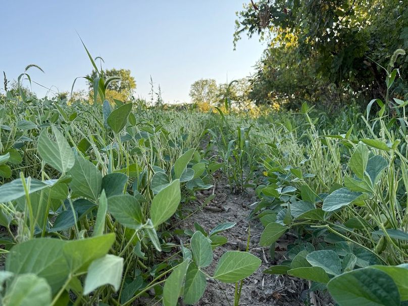 Copy of Wood Tract 6 Photo 14