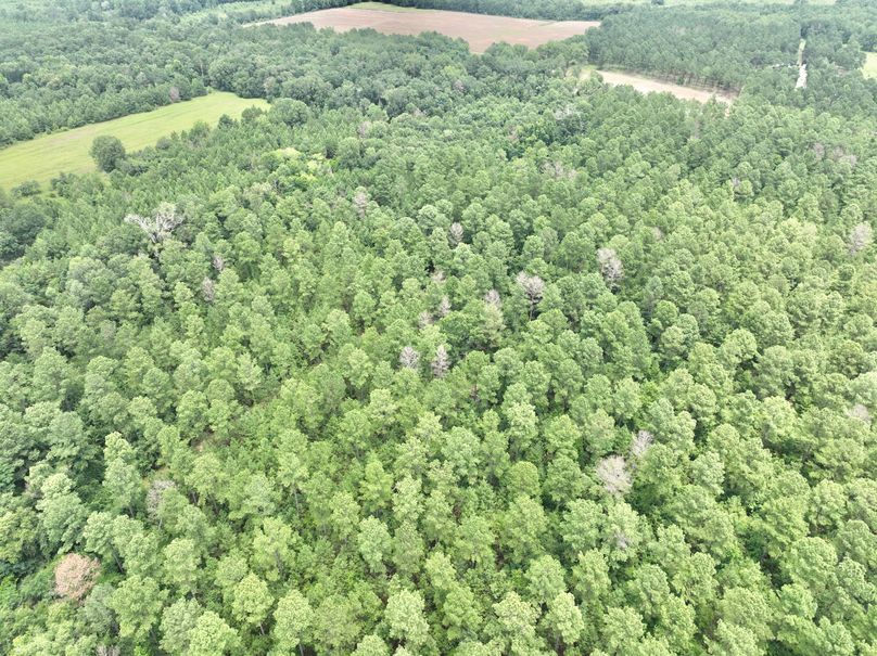 dji_fly_20230703_134058_345_1688406280876_photo