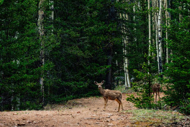 Teller 11.75 - 00012 mule deer