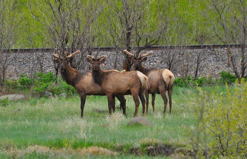 3BullsStaring-May2019