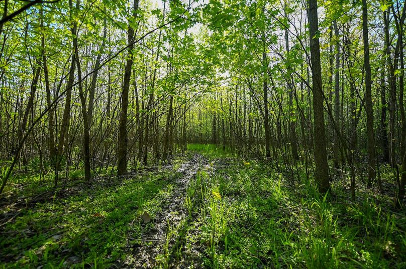 vandalia 450 (2)-3026