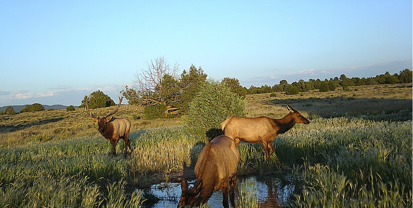 bull and cows at water