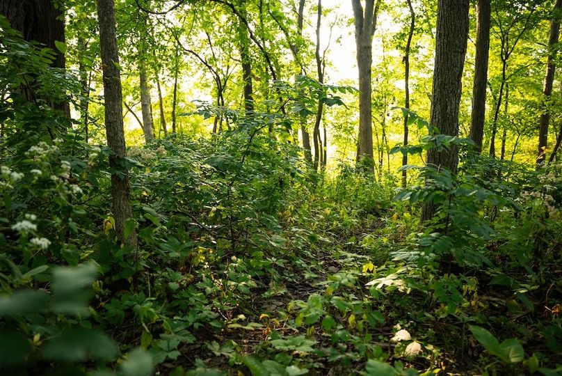 Cedar IA 152 Featured-Z81