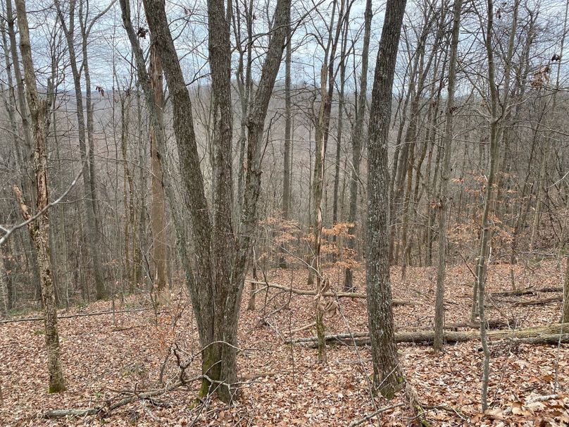 005 open forest north facing point copy