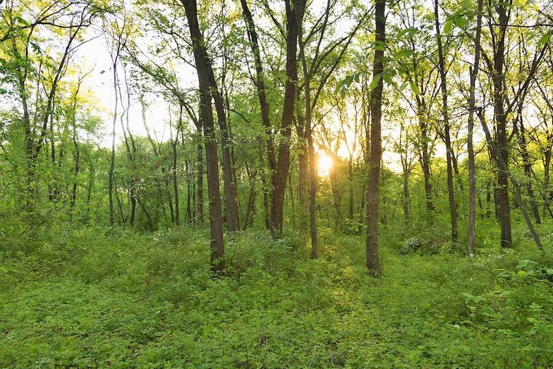woods moderate