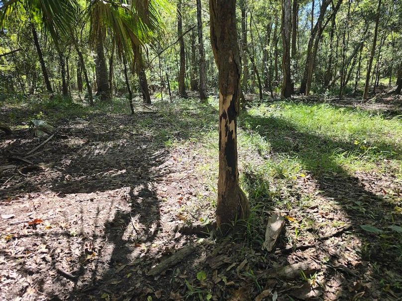 7.8ac, Citrus, Andrew Goering28