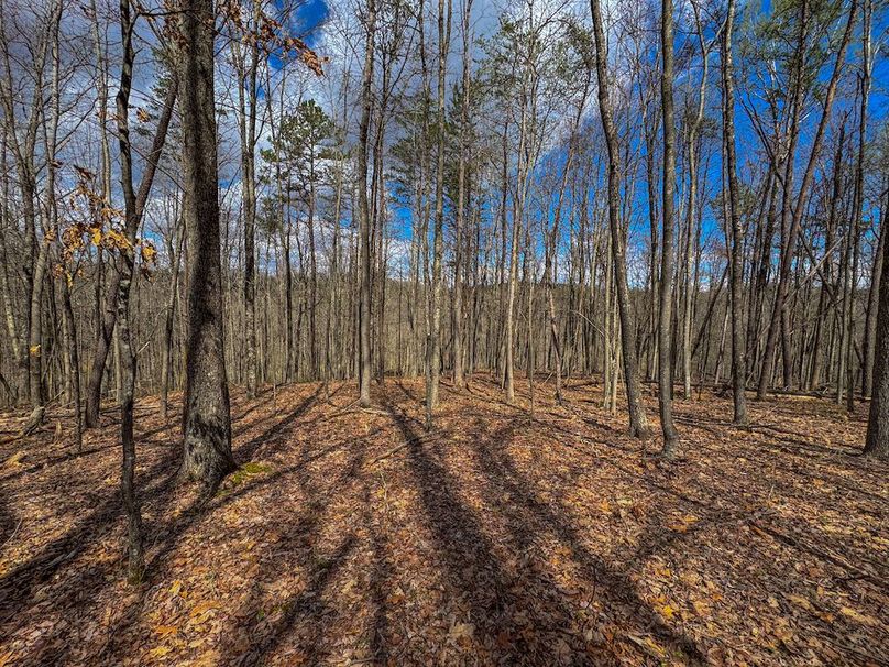 Wirt, WV 62.5 AC Full-24