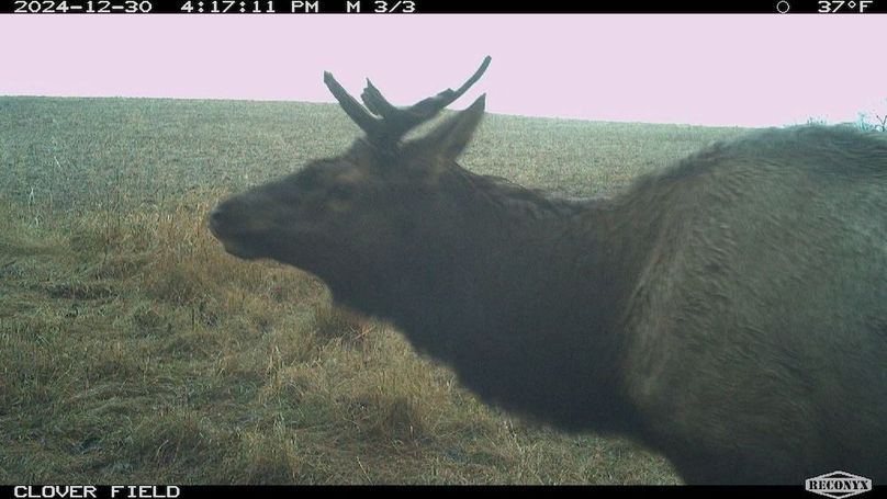 TRAIL CAM 2