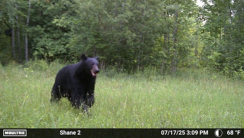 big bear