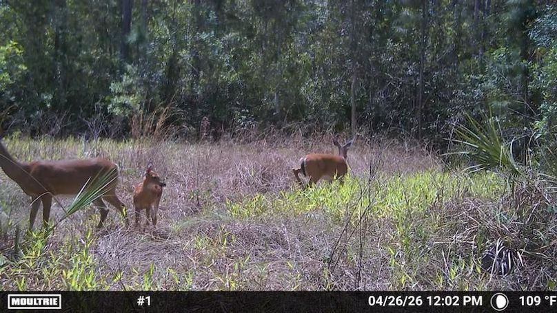 Temp_1250326-20260426160256-100MFCAM_MFDC2201