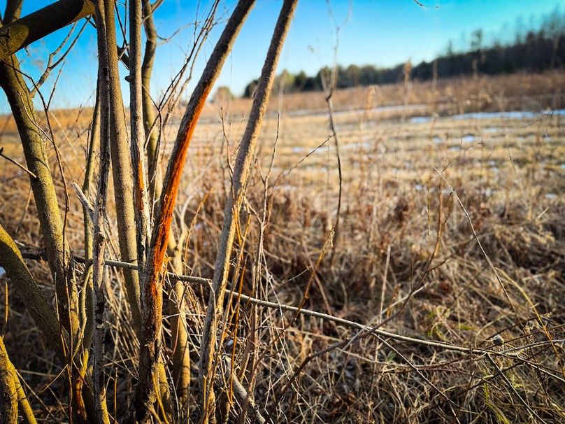 Seneca_24.54_Hohwald_Photos_18