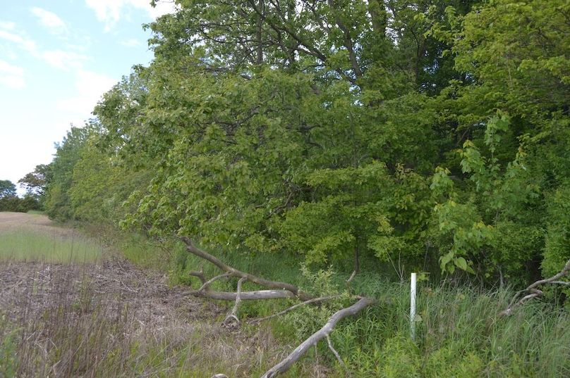 South border of woods looking east