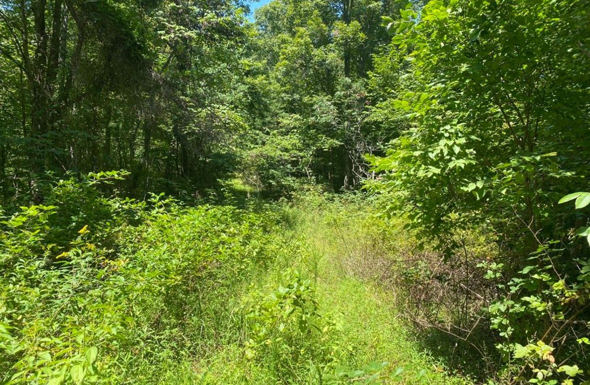 005 the ridge line road leading along the north boundary copy