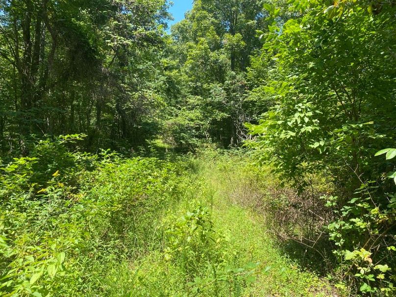 005 the ridge line road leading along the north boundary copy