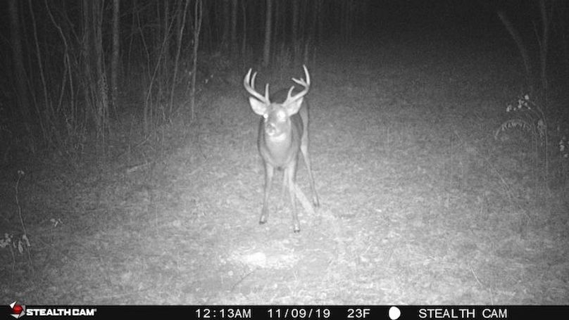 Deer 10
