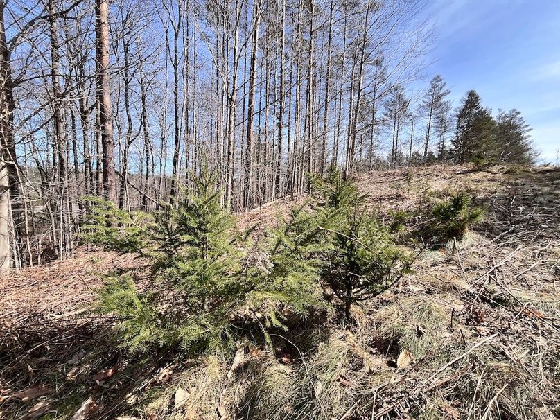 Lewis_26_Somberg Photo 36