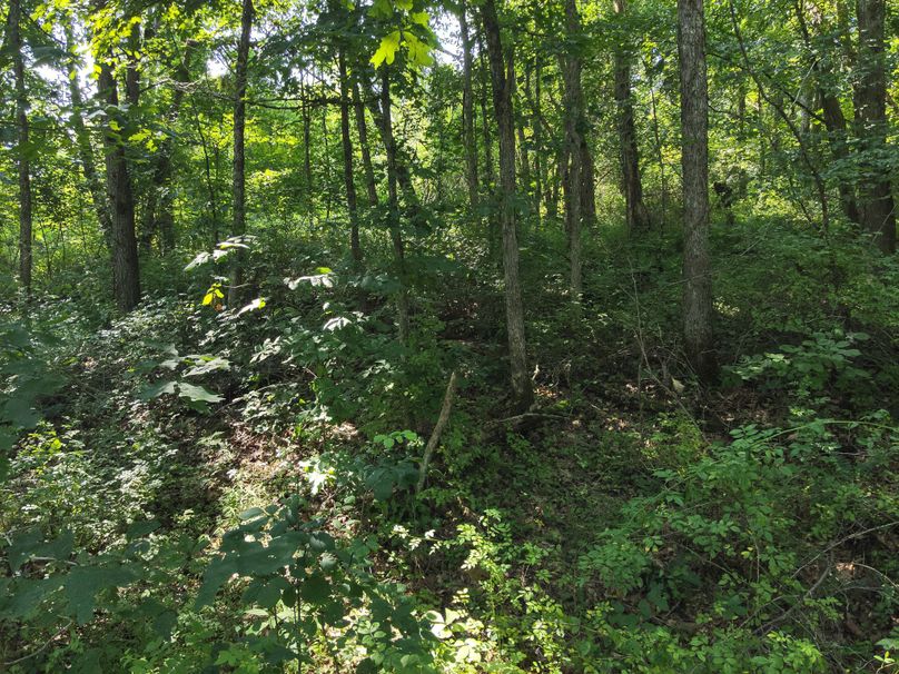 63. Woods (41acres)