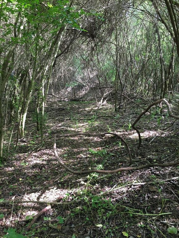 A014D4A3-1608-4FC7-97EF-E6A413CBCE29_1_105_c