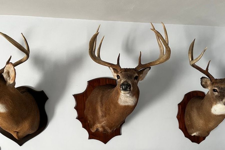 Buck 5