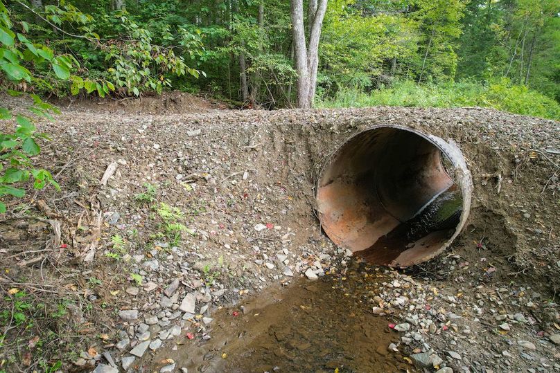 Chemung_60.55_Baumunk_Photos_5