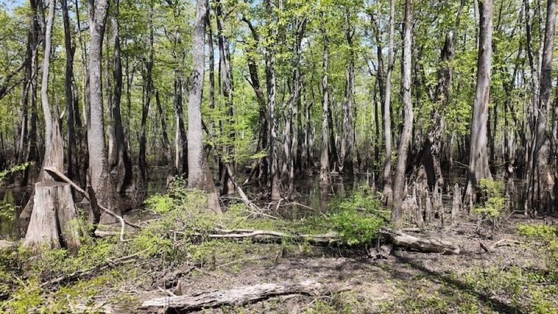 swamp20260501_0249