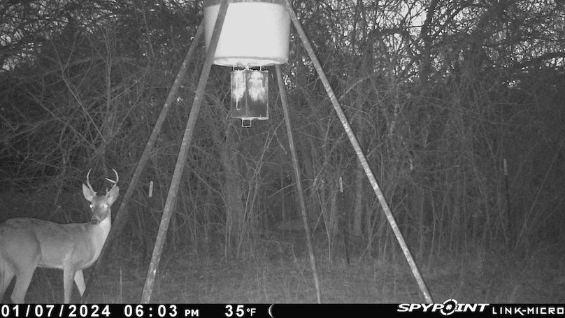 93- Yearling Buck