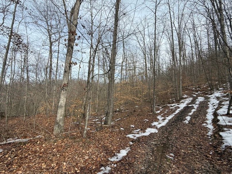 020 some of the forested trails leading throughout