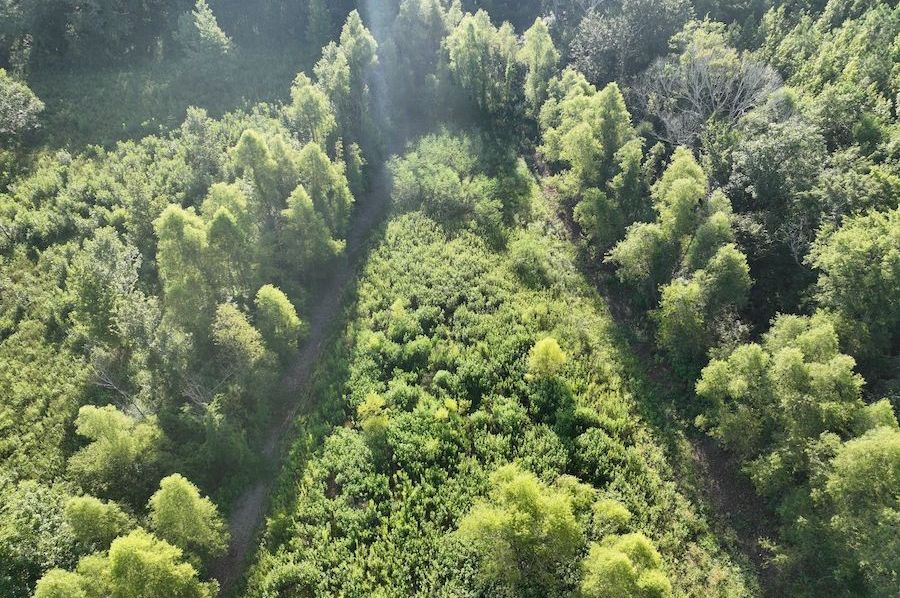 dji_fly_20240822_095516_790_1724354690039_photo