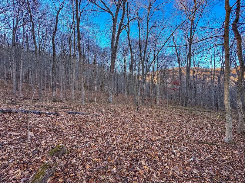 Pleasants_Wood 169.97 AC Cokeley-40