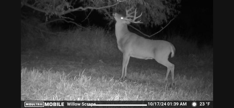 Trailcam16