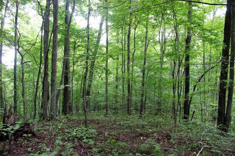 015 forested secondary point off the main ridgetop