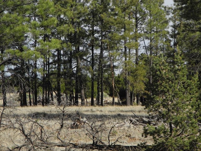 22_Pratt ponderosa pines