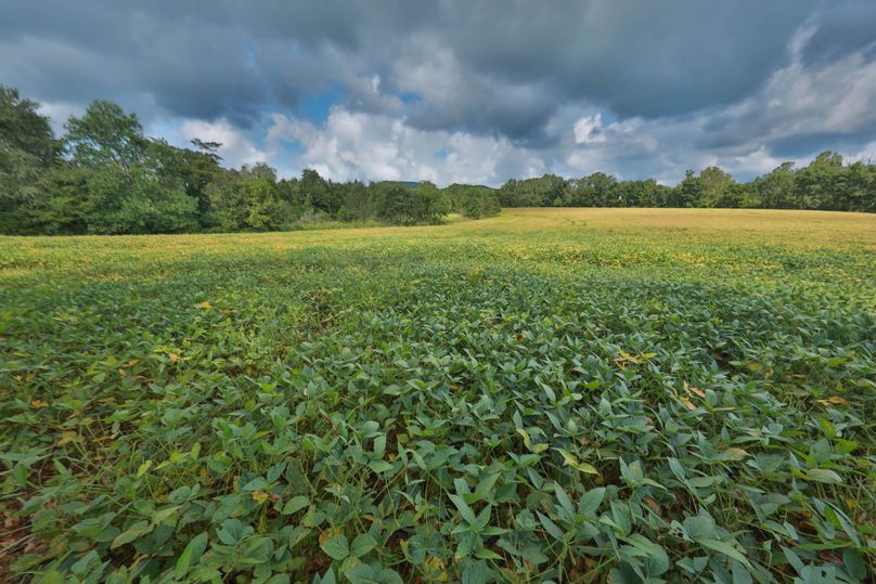 007 beans left of barn
