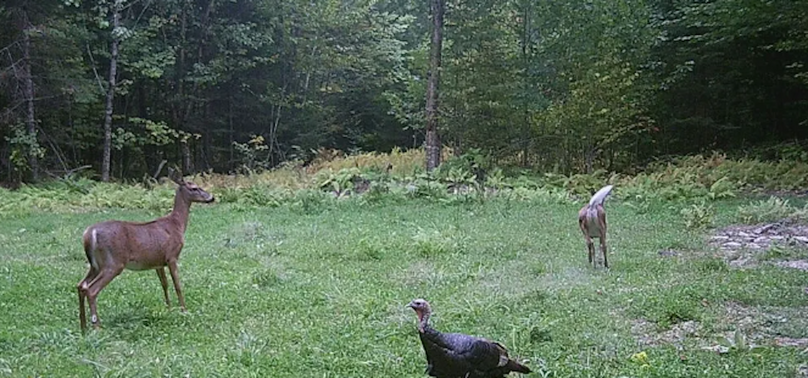 Deer _ Turkey