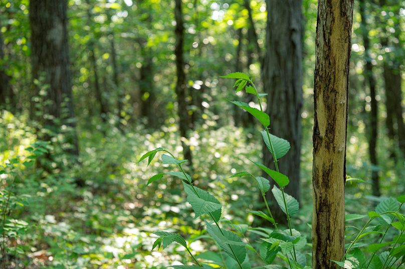 Harrison MO 480 Pro Photo_177 (4)