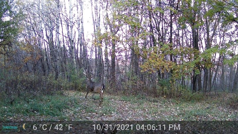 Trailcam - 8