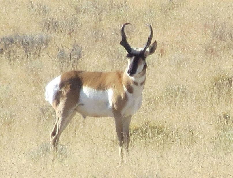 pronghorn buck