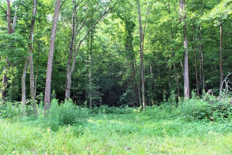 025 more of the forest opening in the bottom of the valley, screams plant a food plot here