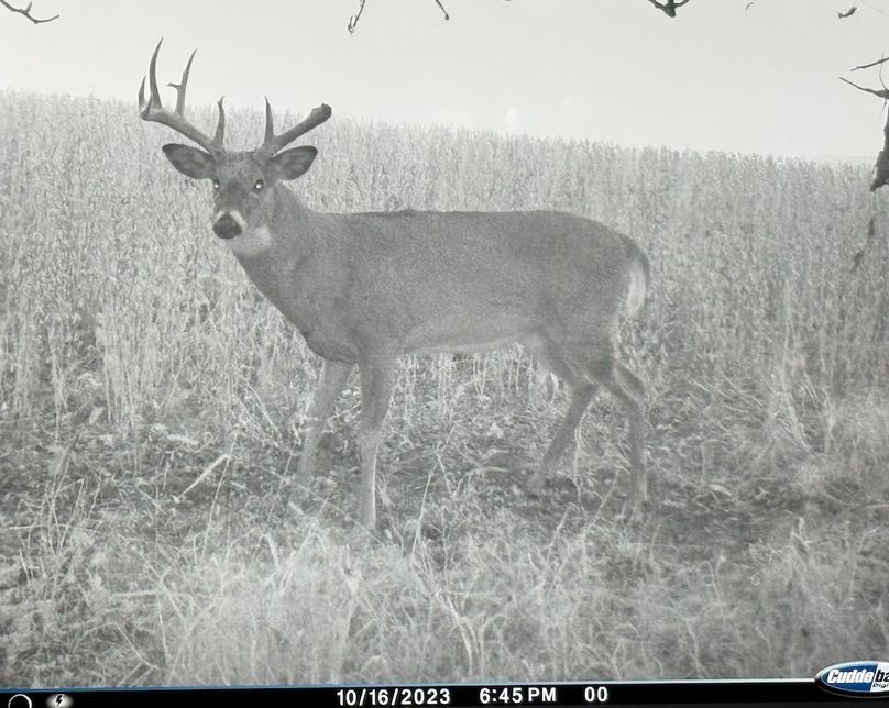 TRAIL CAM 7