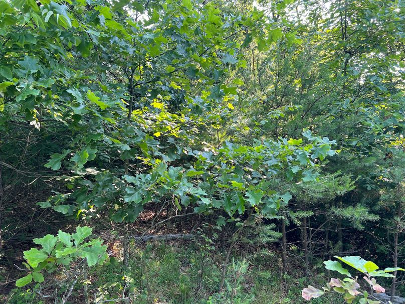 Wirt, WV 150.75 AC Tinnell-48