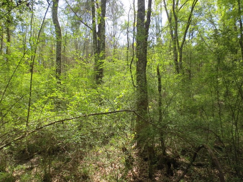 381BEEF9-3551-4C37-B4BF-FF6EB7602739_1_105_c