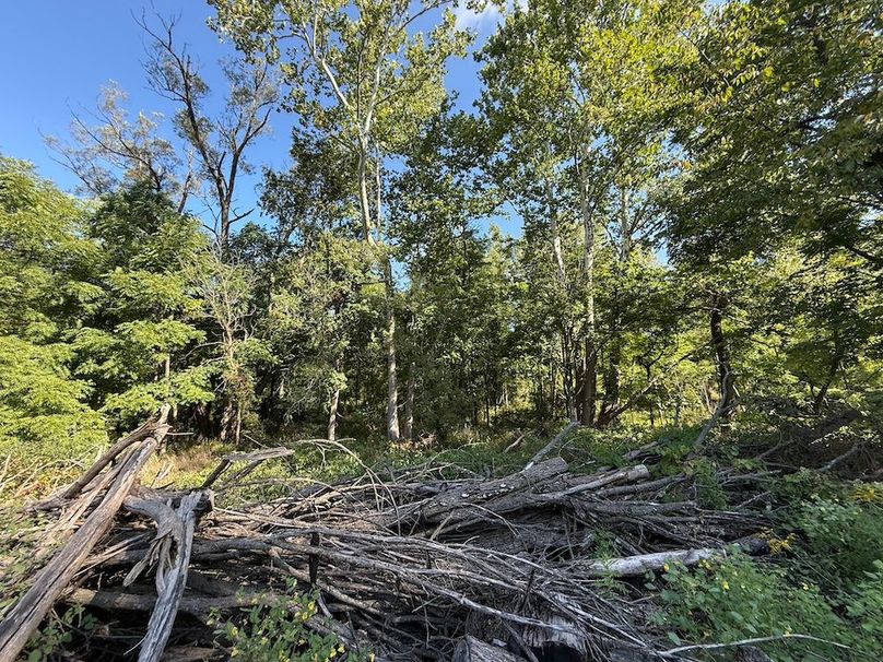 Cayuga_5.7_Cotten Photo 15