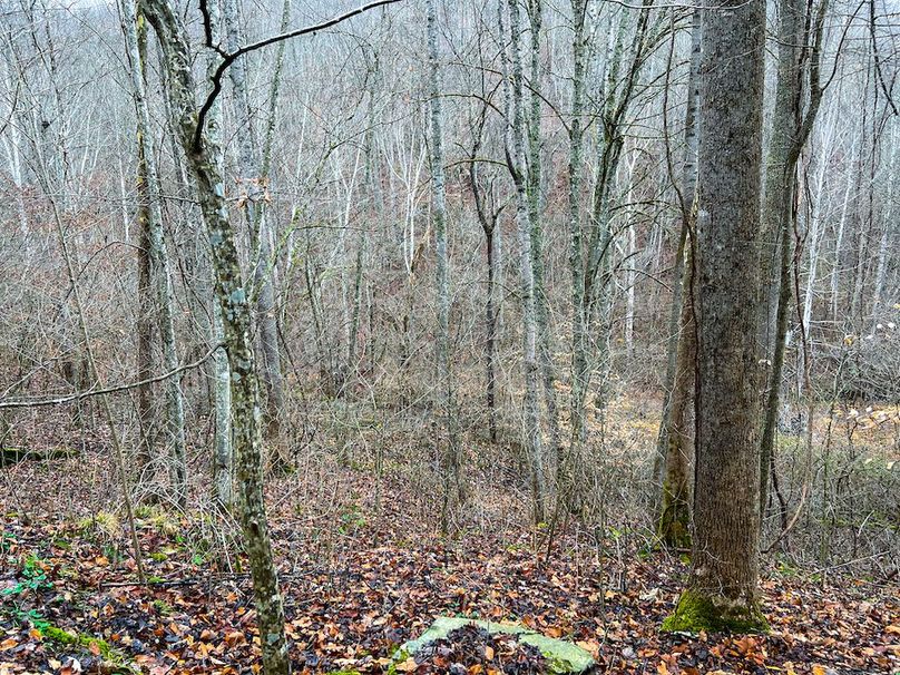 Calhoun, WV 225.69 AC Duffield-29